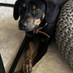 Mischling Ricardo, 10/2024, ca. 40 cm, 06132 Halle