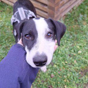 Podenco Mischling Rojo, 06/2025, Endgröße ca. 45-50 cm,69245 Bammental