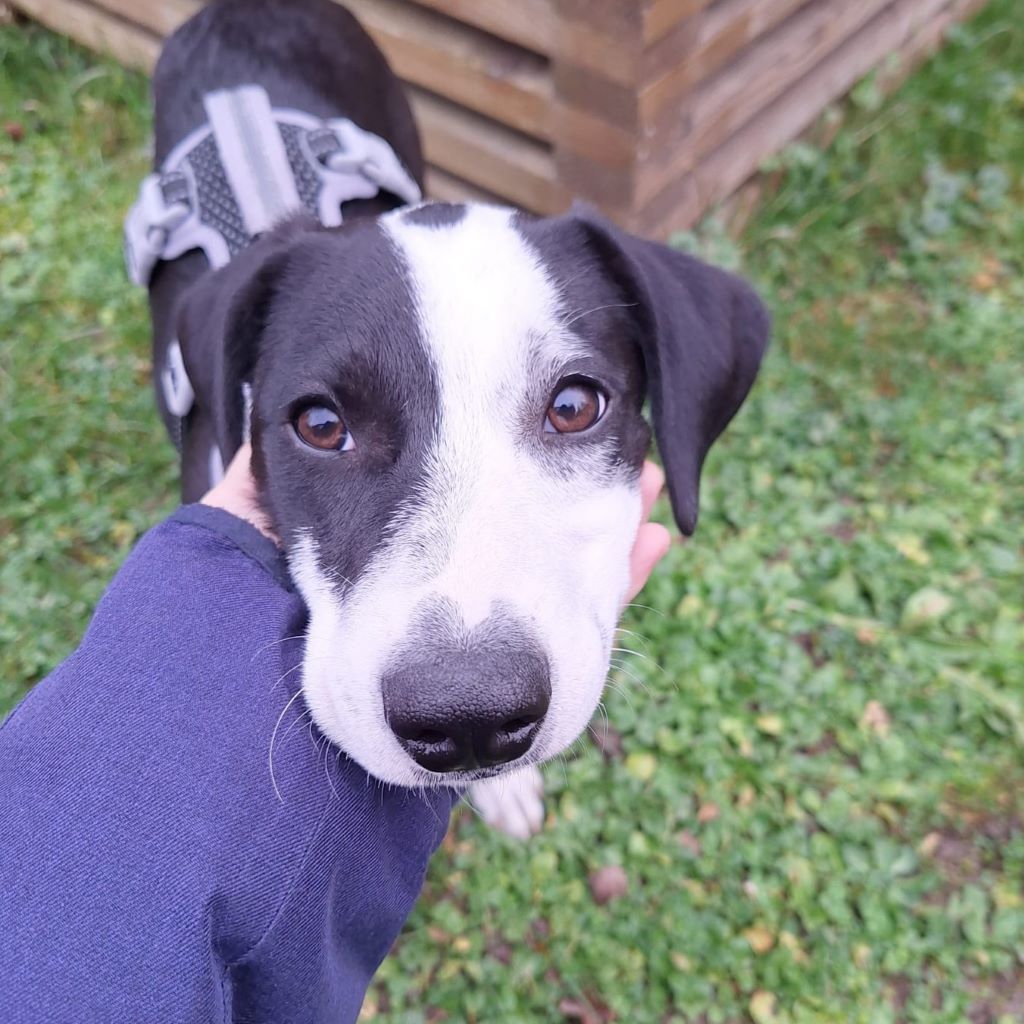 Podenco Mischling Rojo, 06/2025, Endgröße ca. 45-50 cm,69245 Bammental