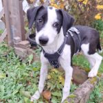 Podenco Mischling Rojo, 06/2025, Endgröße ca. 45-50 cm,69245 Bammental