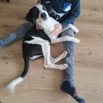 Podenco Mischling Rojo, 06/2025, Endgröße ca. 45-50 cm,69245 Bammental