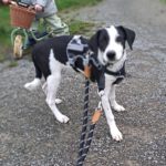 Podenco Mischling Rojo, 06/2025, Endgröße ca. 45-50 cm,69245 Bammental