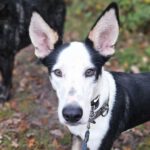 Podenco-Mischling Romulo, 02/2024, ca 55 cm, 61191 Rosbach vor der Höhe