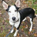 Podenco-Mischling Romulo, 02/2024, ca 55 cm, 61191 Rosbach vor der Höhe