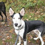 Podenco-Mischling Romulo, 02/2024, ca 55 cm, 61191 Rosbach vor der Höhe