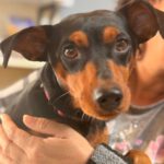 Pinscher-Mischling Roscoe, 11/2023, ca. 37 cm