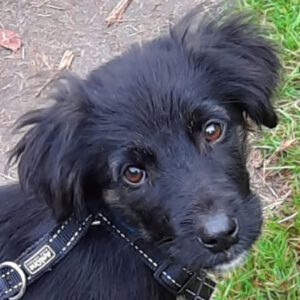 Mischling Rosie, 06/2025, Endgröße ca. 50 cm, 28717 Bremen