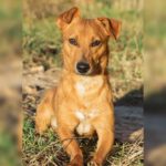 Podenco Maneto Mischling Ruben, 03/2024, ca. 30 cm