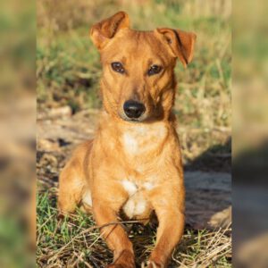 Podenco Maneto Mischling Ruben, 03/2024, ca. 30 cm