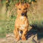 Podenco Maneto Mischling Ruben, 03/2024, ca. 30 cm