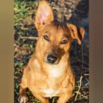 Podenco Maneto Mischling Ruben, 03/2024, ca. 30 cm