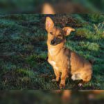 Podenco Maneto Mischling Ruben, 03/2024, ca. 30 cm