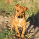 Podenco Maneto Mischling Ruben, 03/2024, ca. 30 cm