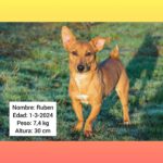 Podenco Maneto Mischling Ruben, 03/2024, ca. 30 cm