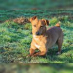 Podenco Maneto Mischling Ruben, 03/2024, ca. 30 cm