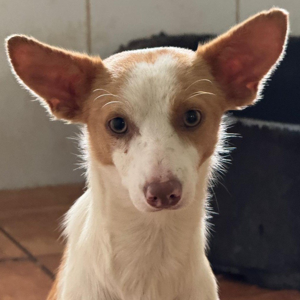 Podenco Serena, 01/2025, ca. 40 cm