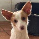 Podenco Serena, 01/2025, ca. 40 cm