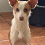 Podenco Serena, 01/2025, ca. 40 cm