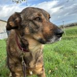 Mastin Mischling Sheva, 04/2019, ca. 68 cm, 61191 Rosbach vor der Höhe