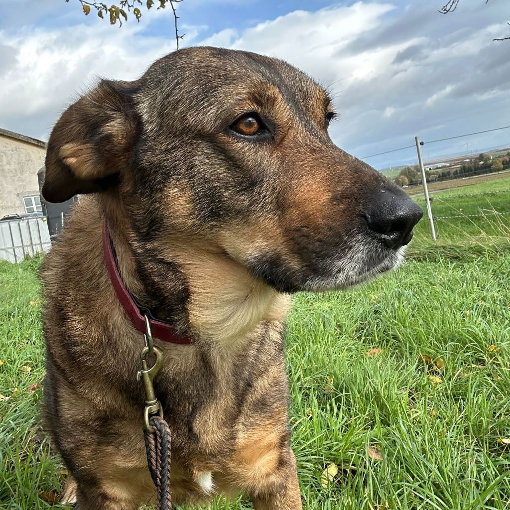 Mastin Mischling Sheva, 04/2019, ca. 68 cm, 61191 Rosbach vor der Höhe