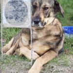 Mastin Mischling Sheva, 04/2019, ca. 68 cm, 61191 Rosbach vor der Höhe