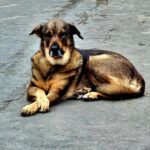 Mastin Mischling Sheva, 04/2019, ca. 68 cm, 61191 Rosbach vor der Höhe