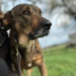 Mastin Mischling Sheva, 04/2019, ca. 68 cm, 61191 Rosbach vor der Höhe