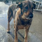 Mastin Mischling Sheva, 04/2019, ca. 68 cm, 61191 Rosbach vor der Höhe