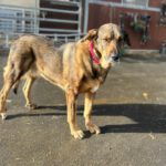 Mastin Mischling Sheva, 04/2019, ca. 68 cm, 61191 Rosbach vor der Höhe