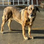 Mastin Mischling Sheva, 04/2019, ca. 68 cm, 61191 Rosbach vor der Höhe