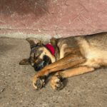 Mastin Mischling Sheva, 04/2019, ca. 68 cm, 61191 Rosbach vor der Höhe