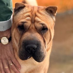 Shar Pei Simba, 04/2021, ca. 45 cm