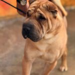 Shar Pei Simba, 04/2021, ca. 45 cm