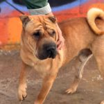 Shar Pei Simba, 04/2021, ca. 45 cm