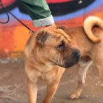 Shar Pei Simba, 04/2021, ca. 45 cm