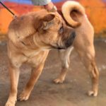 Shar Pei Simba, 04/2021, ca. 45 cm