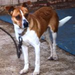 Mischling Simba, 12/2020, ca. 45 cm