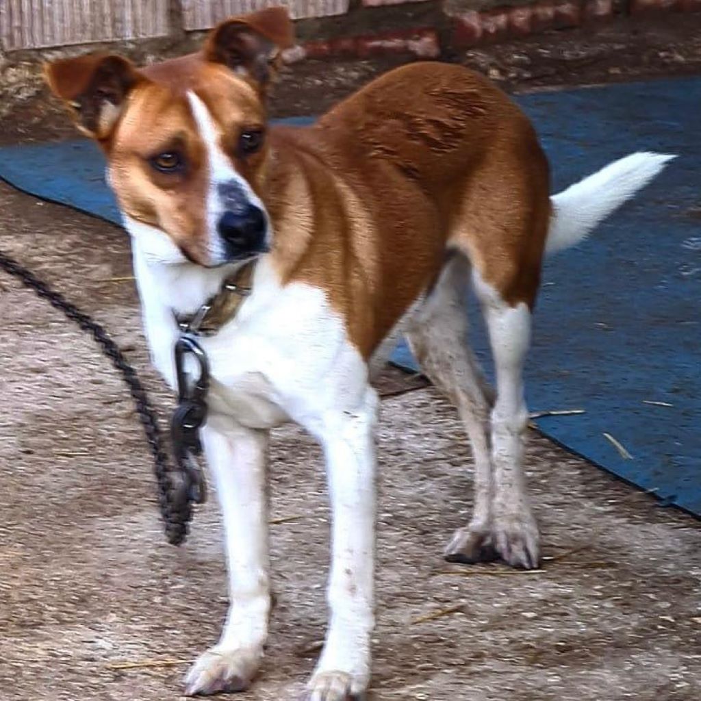 Mischling Simba, 12/2020, ca. 45 cm