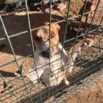 Mischling Simba, 12/2020, ca. 45 cm