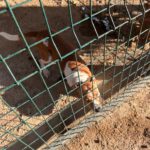 Mischling Simba, 12/2020, ca. 45 cm