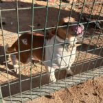 Mischling Simba, 12/2020, ca. 45 cm