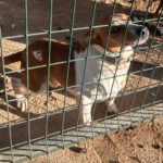 Mischling Simba, 12/2020, ca. 45 cm