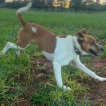 Mischling Simba, 12/2020, ca. 45 cm