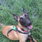 Malinois Mischling Simba, 07/2024, ca 65 cm