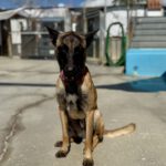 Malinois Mischling Simba, 07/2024, ca 65 cm