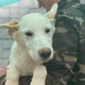 Mischling Sushi, 04/2025 , Endgröße ca. 45- 55 cm