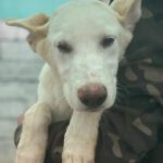 Mischling Sushi, 04/2025 , Endgröße ca. 45- 55 cm