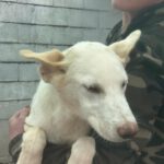 Mischling Sushi, 04/2025 , Endgröße ca. 45- 55 cm