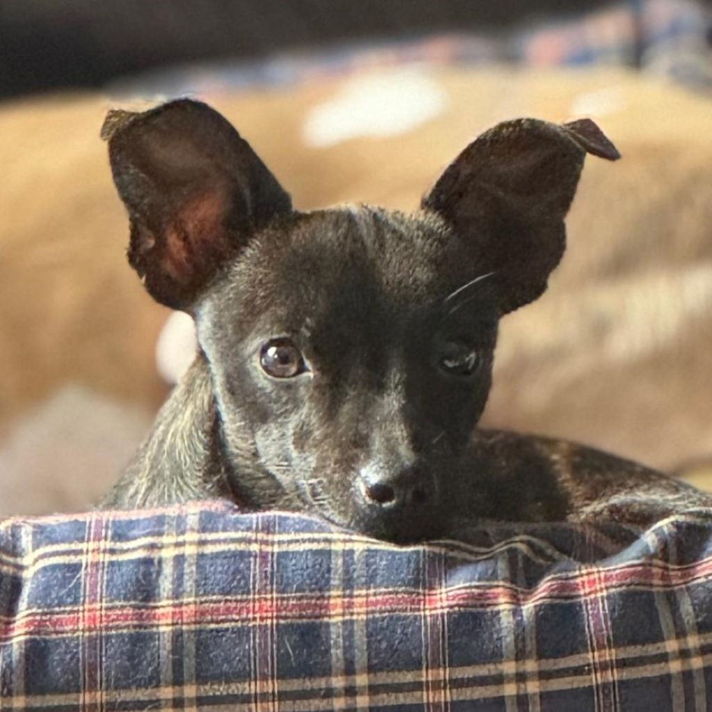 Pinscher Mischling Taffy, 06/2025, Endgröße ca. 25 cm, 24558 Henstedt-Ulzburg