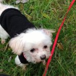 Malteser Mischling Tahir, 06/2018, ca. 25 cm, 21640 Horneburg